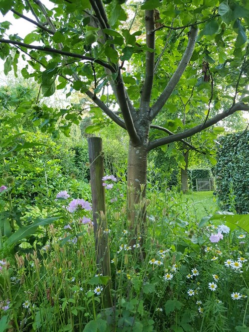Appelboom in de siertuin